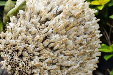 Büyük arı'nın yuvası