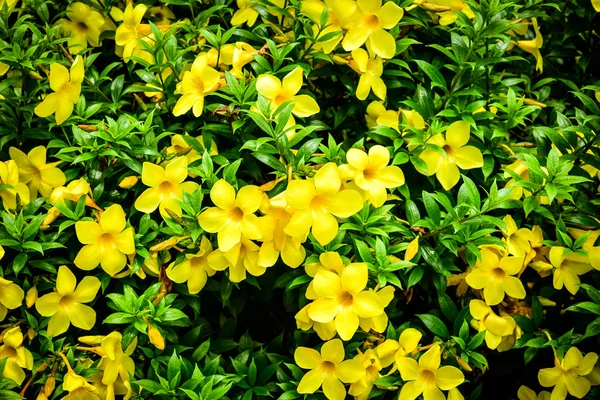 Yellow flowers on garden — Stock Photo, Image