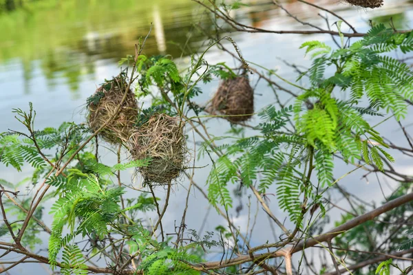 Skylark gniazd ptaków — Zdjęcie stockowe