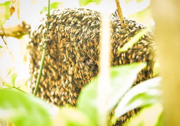 Bijen en honing — Stockfoto