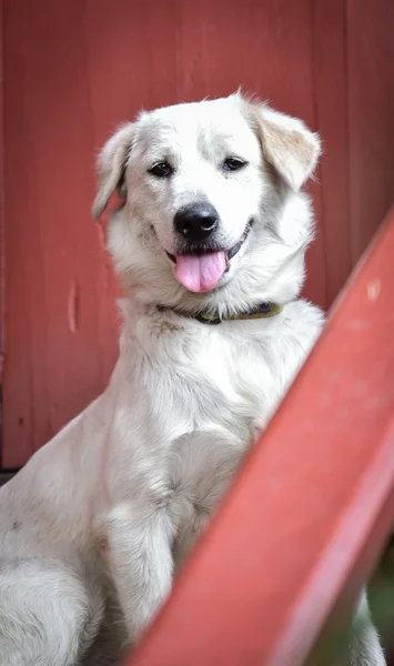 Portræt hvid hund - Stock-foto