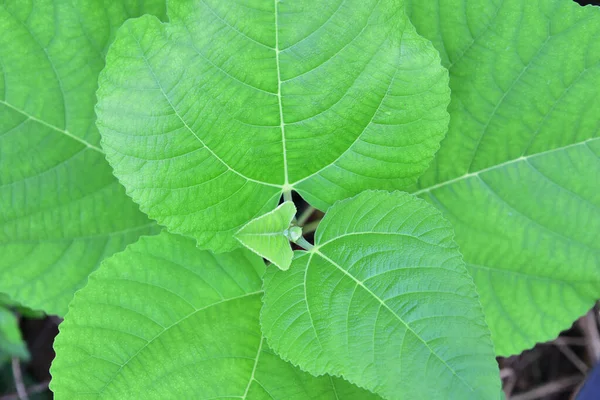 Naturligt Grönt Fikonlöv Irakisk Ras Närbild Och Bladstruktur — Stockfoto