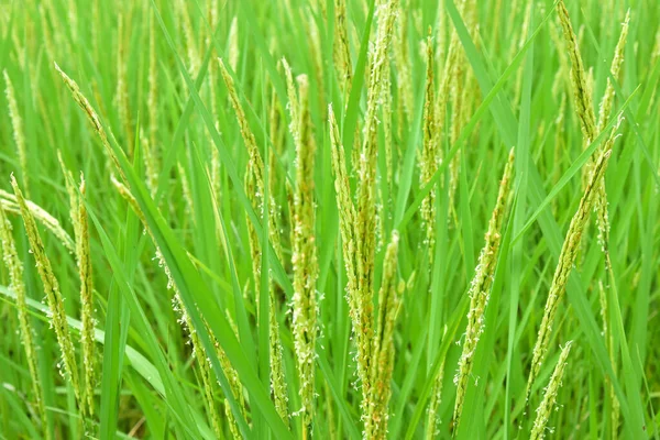 Closeup Beautiful View Rice Field Green Leaves — Stock Photo, Image