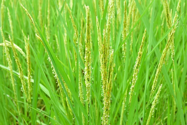 Nahaufnahme Schöne Aussicht Auf Reisfeld Grüne Blätter — Stockfoto