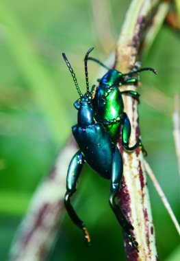 yeşil böcek çiftleşme