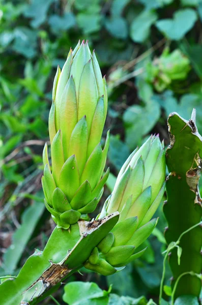 Drachenfrucht — Stockfoto