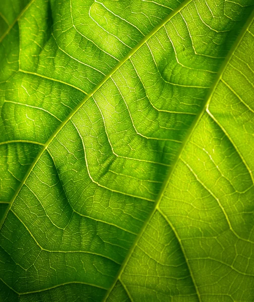 Foglia verde — Foto Stock