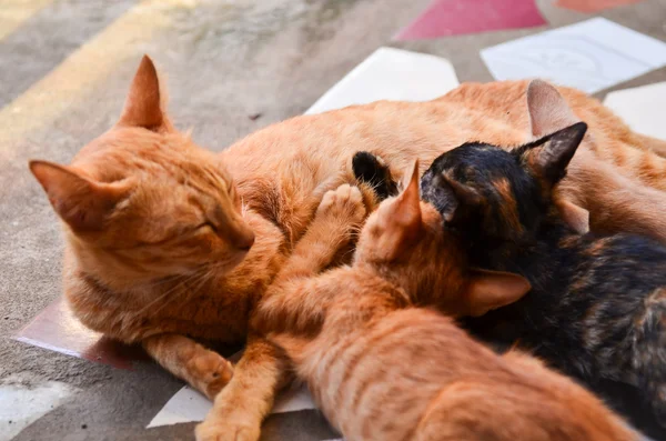 Cat Nursing her Kittens — Stock Photo, Image