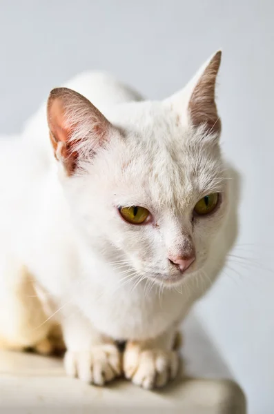 Pisică albă — Fotografie, imagine de stoc