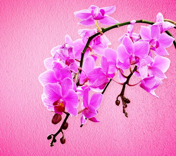 Pink orchid flowers — Stock Photo, Image