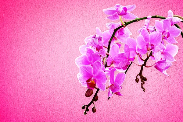 Flores de orquídea rosa — Foto de Stock