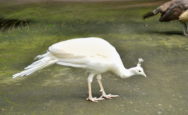 Pavão branco — Fotografia de Stock