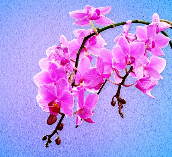 Pink orchid flowers — Stock Photo, Image