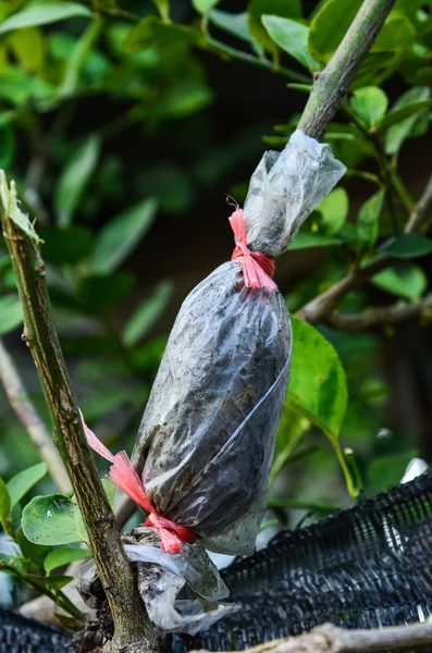 Veredelter Baum — Stockfoto