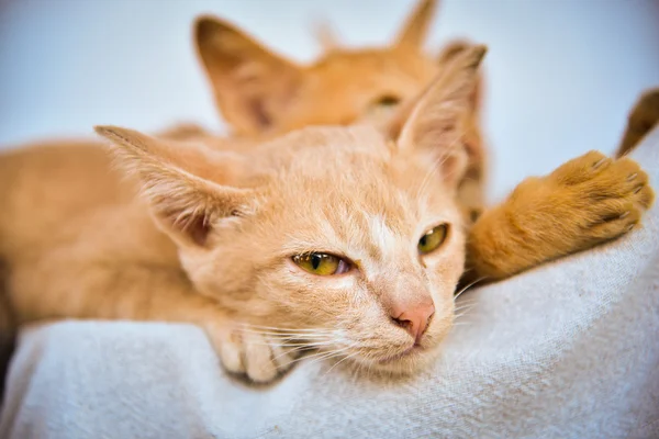 眠っている猫 — ストック写真