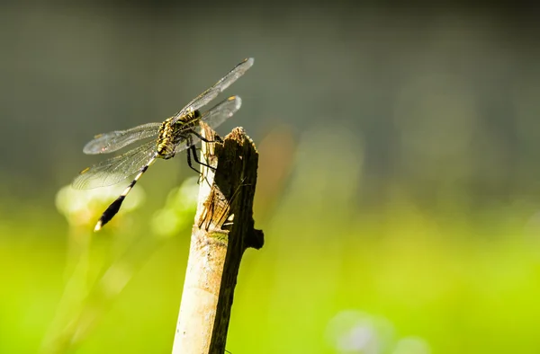 Libellula — Foto Stock