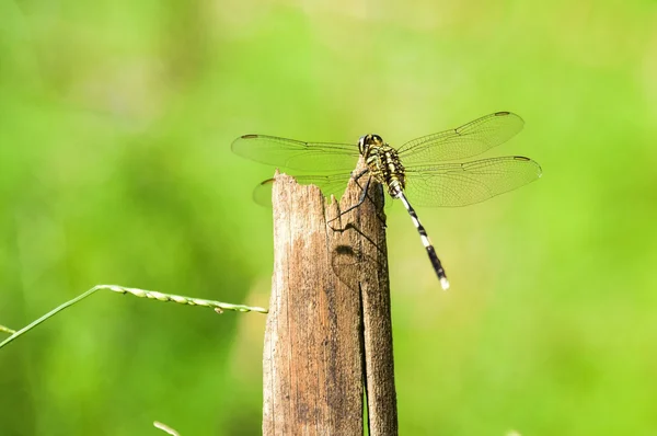 Libellula — Foto Stock