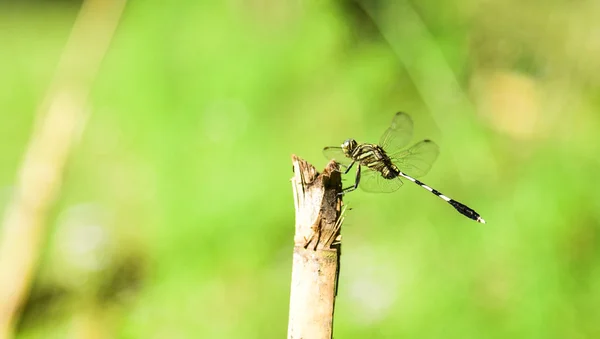 ดอกไม้สําหรับ DRAGONFLY — ภาพถ่ายสต็อก