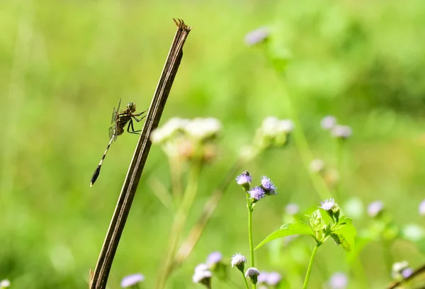 ดอกไม้สําหรับ DRAGONFLY — ภาพถ่ายสต็อก