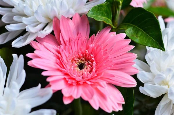 Daisies flower — Stock Photo, Image