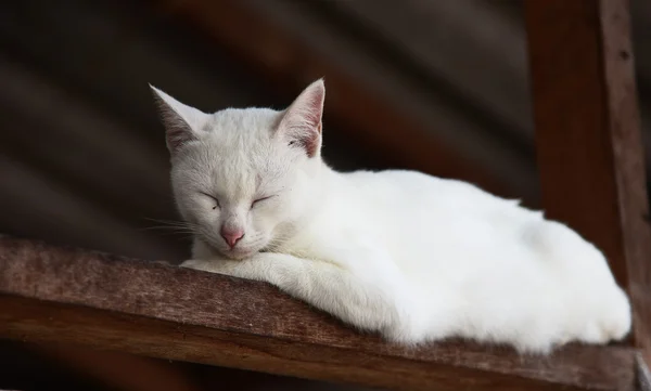 White cat — Stock Photo, Image