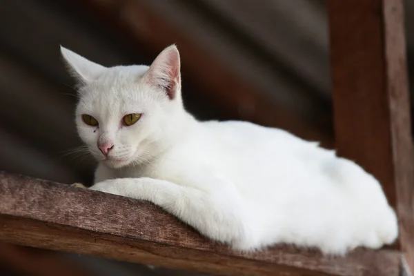 Ritratto del gatto bianco — Foto Stock