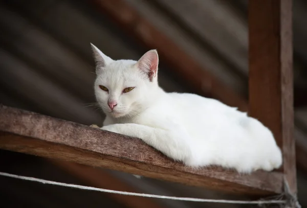 व्हाइट मांजर पोर्ट्रेट — स्टॉक फोटो, इमेज