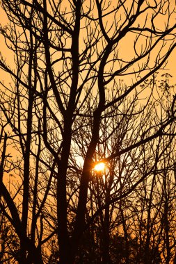 Günbatımında ölü ağaçlar