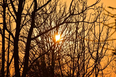 Günbatımında ölü ağaçlar