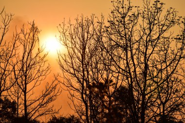 Günbatımında ölü ağaçlar