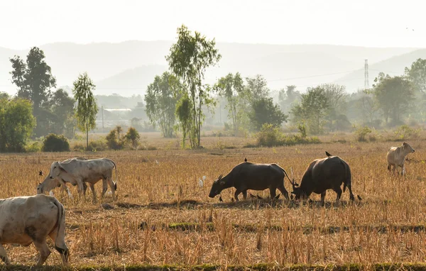 Корова и буйволы пасутся на лугу на закате — стоковое фото