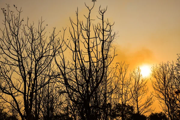 Günbatımında ölü ağaçlar — Stok fotoğraf