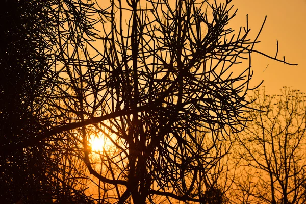 Günbatımında ölü ağaçlar — Stok fotoğraf