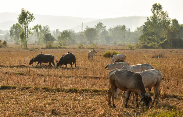 Cow adn buffalo grazing in a sunset meadow — Stock Photo, Image