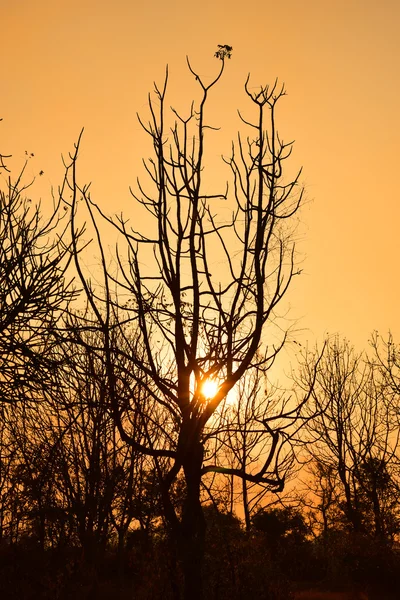 Günbatımında ölü ağaçlar — Stok fotoğraf