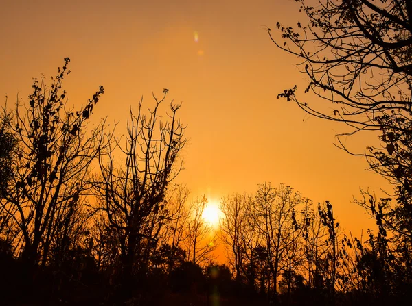 夕日に枯れ木 — ストック写真