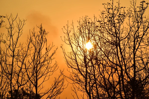 Günbatımında ölü ağaçlar — Stok fotoğraf