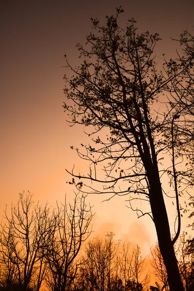 Günbatımında ölü ağaçlar — Stok fotoğraf