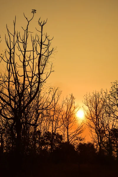 Mrtvý strom v západu slunce — Stock fotografie