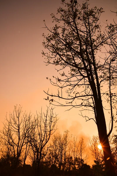 Мертвое дерево на закате — стоковое фото