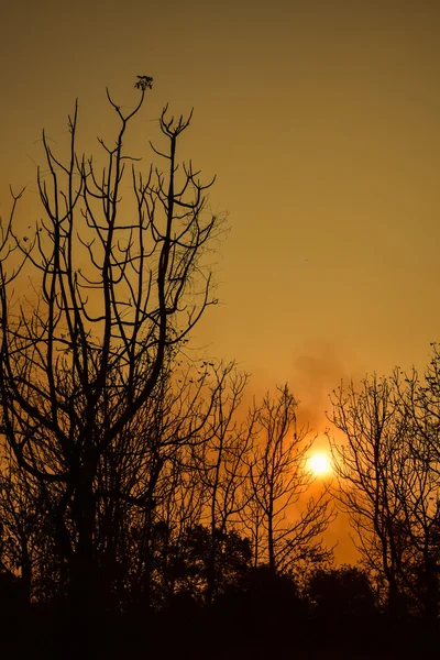 Günbatımında ölü ağaçlar — Stok fotoğraf