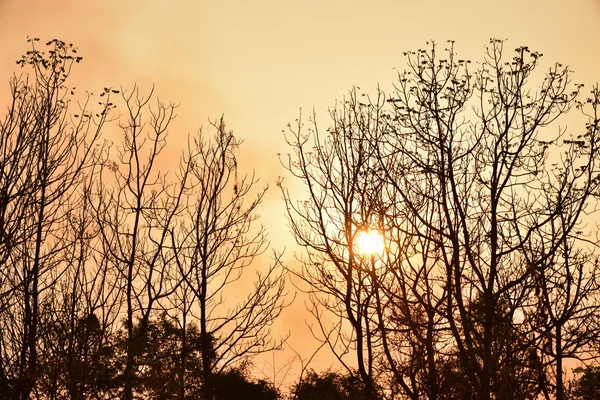 夕日に枯れ木 — ストック写真