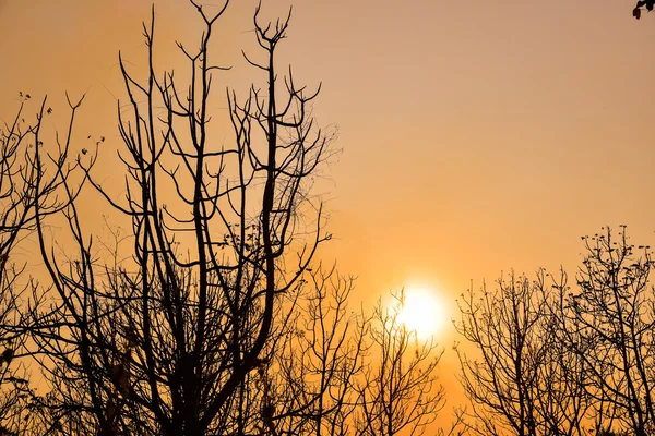 Günbatımında ölü ağaçlar — Stok fotoğraf