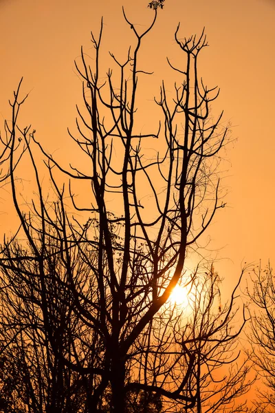 Günbatımında ölü ağaçlar — Stok fotoğraf