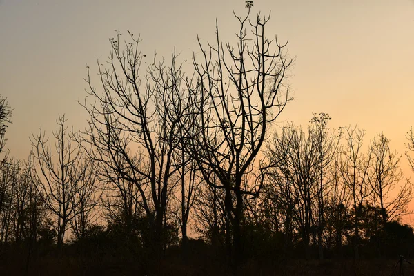 Мертвое дерево на закате — стоковое фото