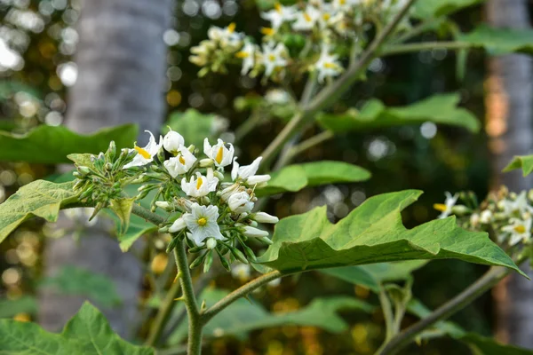 Pois aubergine fleur — Photo