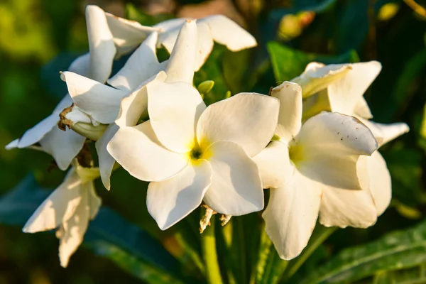 Frangipani bloem — Stockfoto