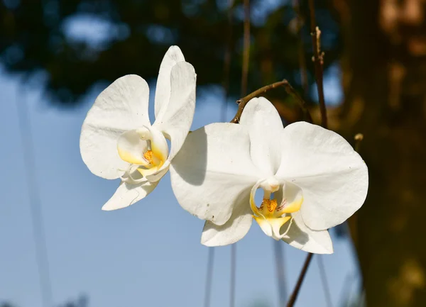 Цветы белой орхидеи — стоковое фото