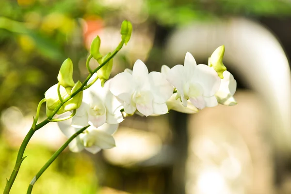 Bílé květy orchidejí — Stock fotografie