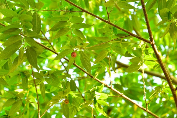 Aziatische cherry vruchten — Stockfoto